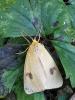 Diacrisia sannio